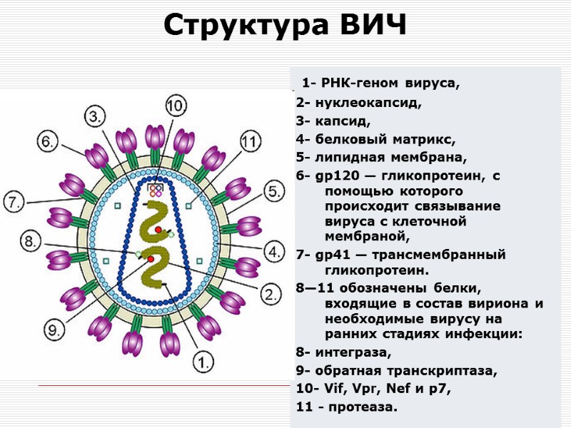 Структура ВИЧ  1- РНК-геном вируса,  2- нуклеокапсид,  3- капсид,  4-